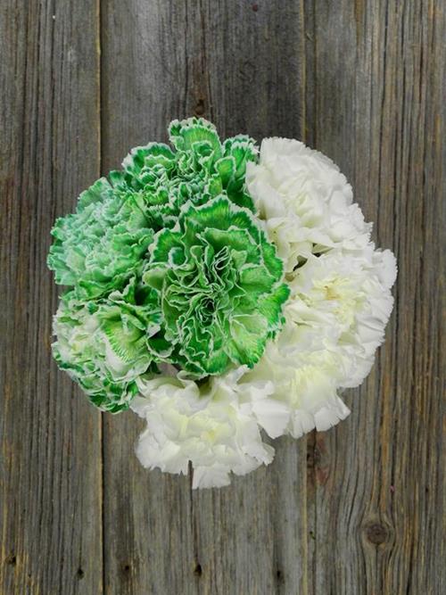 Wholesale Half Tinted Green & Half White Carnations Delivered Online